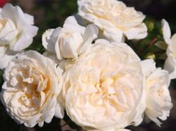 Strauchrose 'Summer Memories', Rosa 'Summer Memories', Wurzelware