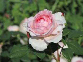 Strauchrose 'The Ancient Mariner', Rosa 'The Ancient Mariner', Wurzelware