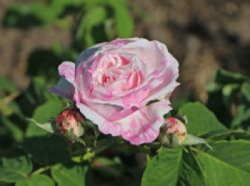 Strauchrose 'Variegata di Bologna', Rosa 'Variegata di Bologna', Wurzelware