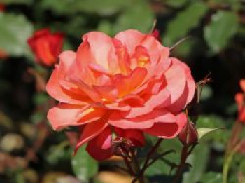 Strauchrose &#8218;Westerland&#8216; ®, Rosa &#8218;Westerland&#8216; ®, Containerware