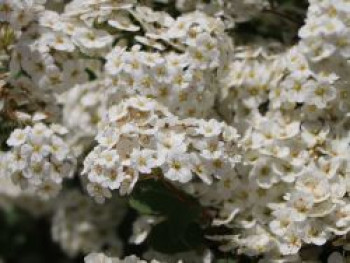 Strauchspiere &#8218;Flächenfüller&#8216;, 40-60 cm, Spiraea nipponica &#8218;Flächenfüller&#8216;, Containerware