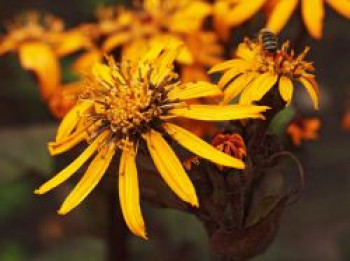 Strauß-Goldkolben &#8218;Othello&#8216;, Ligularia dentata &#8218;Othello&#8216;, Topfware