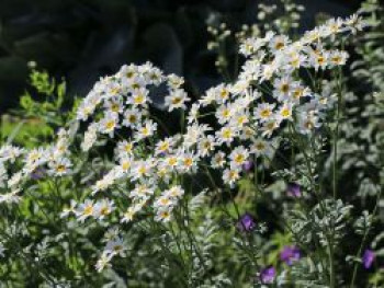 Strauß-Margerite, Tanacetum corymbosum, Topfware