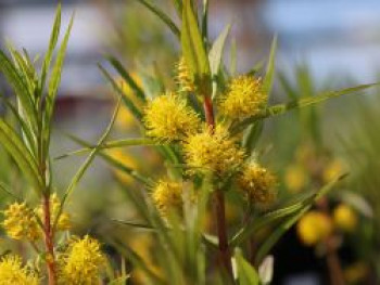 Straußblütiger Gilbweiderich, Lysimachia thyrsiflora, Topfware