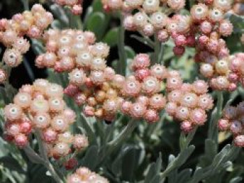 Strohblume 'Ruby Cluster', Helichrysum amorginum 'Ruby Cluster', Topfware