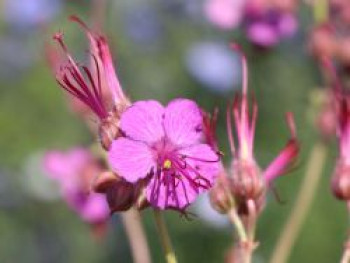 Südeuropäischer Felsen Storchschnabel, Geranium macrorrhizum, Topfware