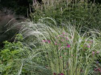 Südliches Reiher-Federgras, Stipa barbata, Topfware