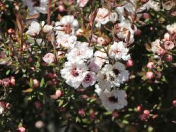 Südseemyrte / Neuseelandmyrte 'Bianco', Stamm 50 cm, 60-80 cm, Leptospermum scoparium 'Bianco', Stämmchen
