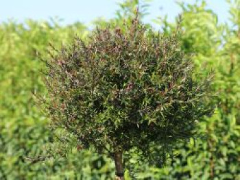 Südseemyrte / Neuseelandmyrte / Manuka 'Rosso', Stamm 50 cm, 60-80 cm, Leptospermum scoparium 'Rosso', Containerware