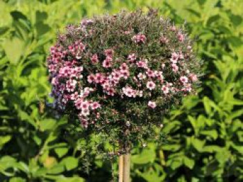Südseemyrte / Neuseelandmyrte 'Rosa', Stamm 50 cm, 60-80 cm, Leptospermum scoparium 'Rosa', Stämmchen