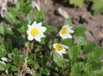 Sündermann Silberwurz, Dryas x suendermannii, Topfware