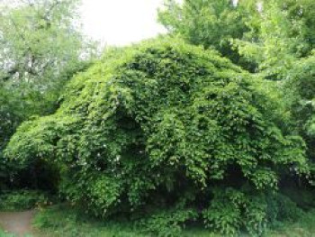 Süntel-Buche / Rotbuche 'Tortuosa', 40-60 cm, Fagus sylvatica var. suentelensis 'Tortuosa', Containerware