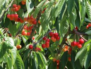 Süßkirsche &#8218;Büttners Rote Knorpelkirsche&#8216;, Stamm 40-60 cm, 120-160 cm, Prunus &#8218;Büttners Rote Knorpelkirsche&#8216;, Containerware