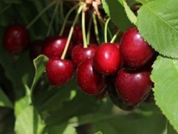 Süßkirsche &#8218;Erika&#8216;, Stamm 40-60 cm, 120-160 cm, Prunus &#8218;Erika&#8216;, Containerware