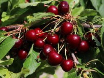 Süßkirsche &#8218;Karina&#8216;, Stamm 40-60 cm, 120-160 cm, Prunus &#8218;Karina&#8216;, Containerware