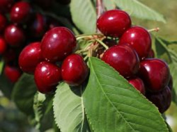 Süßkirsche &#8218;Lapins&#8216;, Stamm 40-60 cm, 120-160 cm, Prunus &#8218;Lapins&#8216; (selbstfruchtend), Containerware