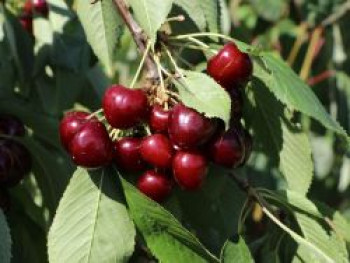 Süßkirsche &#8218;Regina&#8216;, Stamm 40-60 cm, 120-160 cm, Prunus avium &#8218;Regina&#8216;, Containerware