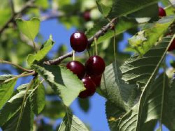 Süßkirsche &#8218;Swing&#8216; ®, Stamm 40-60 cm, 120-160 cm, Prunus avium &#8218;Swing&#8216; ®, Containerware