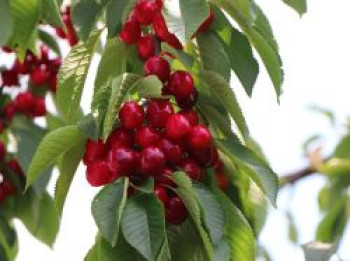 Süßkirsche &#8218;Valeska&#8216;, Stamm 40-60 cm, 120-160 cm, Prunus &#8218;Valeska&#8216;, Containerware