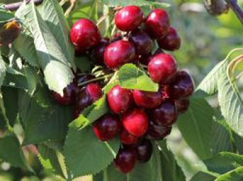 Süßkirsche &#8218;Van&#8216; / selbstfruchtend, Stamm 40-60 cm, 120-160 cm, Prunus &#8218;Van&#8216;, Containerware