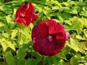 Sumpf-Eibisch, Hibiscus moscheutos, Containerware