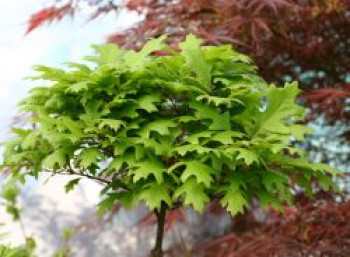 Sumpf-Eiche 'Green Dwarf', Stamm 60-80 cm, 90-110 cm, Quercus palustris 'Green Dwarf', Stämmchen