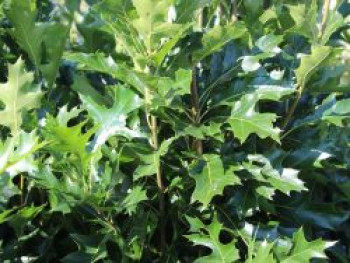 Sumpf-Eiche &#8218;Green Pillar&#8216; ®, 60-100 cm, Quercus palustris &#8218;Green Pillar&#8216; ®, Containerware