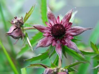 Sumpf-Fingerkraut, Potentilla palustris, Topfware