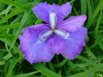 Sumpf-Schwertlilie 'Royal Pageant', Iris ensata 'Royal Pageant', Containerware
