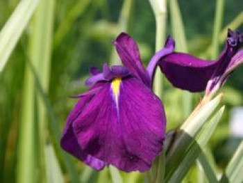 Sumpf-Schwertlilie &#8218;Variegata&#8216;, Iris ensata &#8218;Variegata&#8216;, Topfware