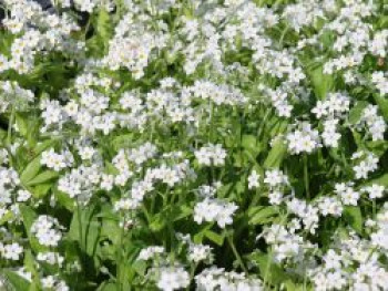 Sumpf-Vergissmeinnicht &#8218;Ice Pearl&#8216;, Myosotis palustris &#8218;Ice Pearl&#8216;, Topfware