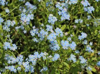 Sumpf-Vergissmeinnicht, Myosotis palustris, Topfware