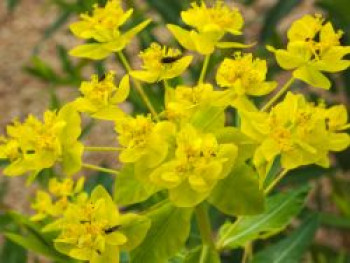 Sumpf-Wolfsmilch, Euphorbia palustris, Topfware