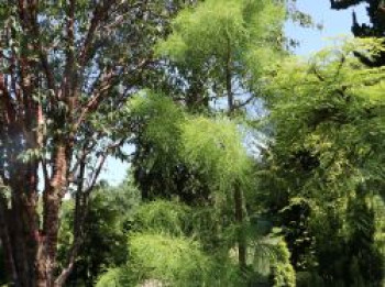 Sumpf-Zypresse &#8218;Nutans&#8216;, 40-50 cm, Taxodium distichum &#8218;Nutans&#8216;, Containerware