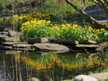 Sumpfdotterblume, Caltha palustris, Topfware