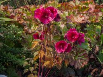 Sumpfeibisch Planet Griotte &#8218;Tangri&#8216;, Hibiscus moscheutos Planet Griotte &#8218;Tangri&#8216;, Topfware