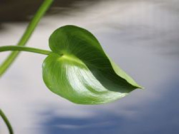 Sumpfkalla / Drachenwurz, Calla palustris, Topfware