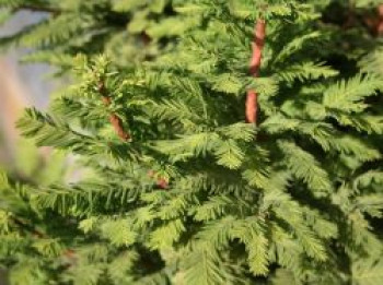 Sumpfzypresse &#8218;Peve Minaret&#8216;, 60-80 cm, Taxodium distichum &#8218;Peve Minaret&#8216;, Containerware