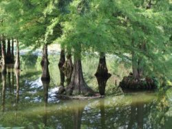 Sumpfzypresse / Sumpfeibe, 40-60 cm, Taxodium distichum, Containerware