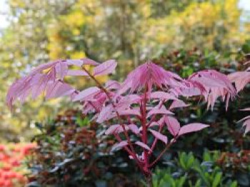Surenbaum 'Flamingo', 125-150 cm, Toona sinensis 'Flamingo', Containerware