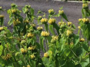 Syrisches Brandkraut, Phlomis russeliana, Topfware