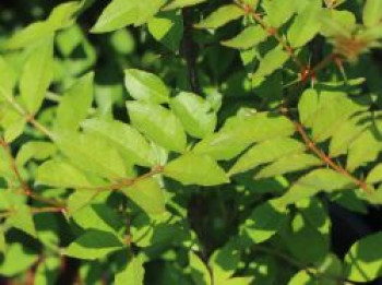 Täuschende Stachelesche, 60-80 cm, Zanthoxylum simulans, Containerware