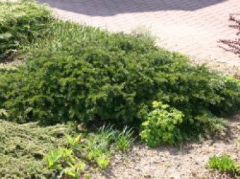 Tafeleibe / Kisseneibe / Bodendeckereibe &#8218;Repandens&#8216;, 15-25 cm, Taxus baccata &#8218;Repandens&#8216;, Containerware