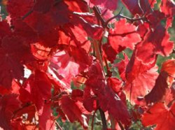 Tafeltraube &#8218;Attika&#8216;, 60-100 cm, Vitis vinifera &#8218;Attika&#8216;, Containerware