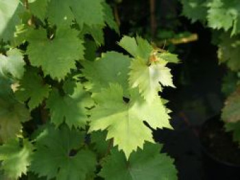 Tafeltraube &#8218;Gelber Augusteller&#8216;, 80-100 cm, Vitis &#8218;Gelber Augusteller&#8216;, Containerware