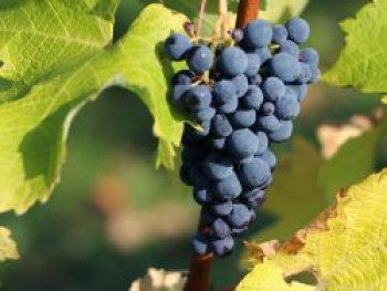 Tafeltraube 'Nero' ®, 80-100 cm, Vitis 'Nero' ®, Containerware