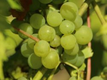 Tafeltraube 'Picurka', 80-100 cm, Vitis vinifera 'Picurka', Containerware