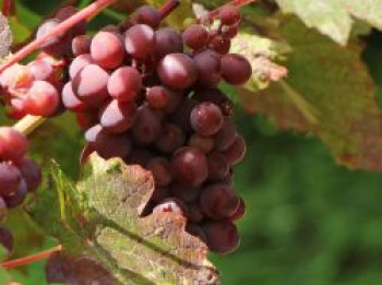 Tafeltraube 'Piroschka', 80-100 cm, Vitis 'Piroschka', Containerware