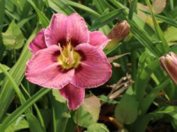 Taglilie &#8218;Always Afternoon&#8216;, Hemerocallis x cultorum &#8218;Always Afternoon&#8216;, Topfware