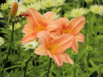 Taglilie 'Anneliese Frevert', Hemerocallis x cultorum 'Anneliese Frevert', Topfware